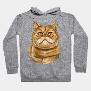 Exotic Shorthair cat Hoodie